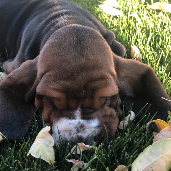 Meet your Posher, Brianna - Picture 1 of 1